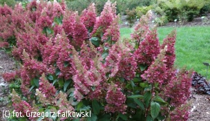 hortensja bukietowa CANDLELIGHT 'Hpopr013' - Hydrangea paniculata CANDLELIGHT 'Hpopr013' PBR