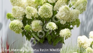 hortensja bukietowa SKYFALL 'Frenne' - Hydrangea paniculata SKYFALL 'Frenne' 