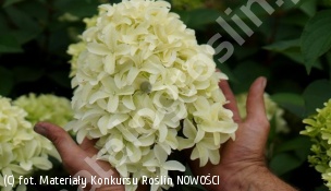hortensja bukietowa SKYFALL 'Frenne' - Hydrangea paniculata SKYFALL 'Frenne' 