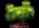 sosna kosodrzewina 'Tukan' - Pinus mugo subsp. uncinata 'Tukan' 