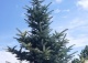 świerk kłujący 'Szelest' - Picea pungens 'Szelest' 