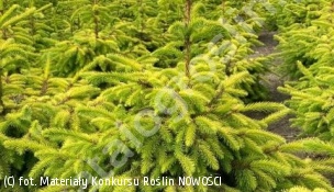 świerk serbski 'Golden Rain' - Picea omorika 'Golden Rain' 