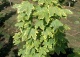 klon pospolity 'Frisine' - Acer platanoides 'Frisine' 