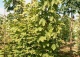 klon pospolity 'Frisine' - Acer platanoides 'Frisine' 