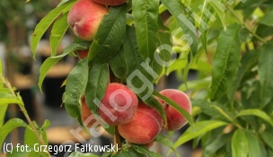 brzoskwinia 'Inka' - Prunus persica 'Inka' 