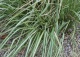 trzcinnik ostrokwiatowy 'Avalanche' - Calamagrostis ×acutiflora 'Avalanche' 