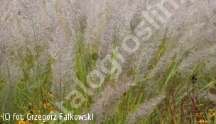 trzcinnik krótkowłosowy - Calamagrostis brachytricha 