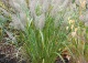 trzcinnik krótkowłosowy - Calamagrostis brachytricha 