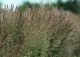trzcinnik ostrokwiatowy 'Karl Foerster' - Calamagrostis ×acutiflora 'Karl Foerster' 