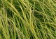 turzyca sztywna 'Aurea' - Carex elata 'Aurea' 