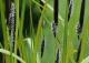 turzyca sztywna 'Aurea' - Carex elata 'Aurea' 