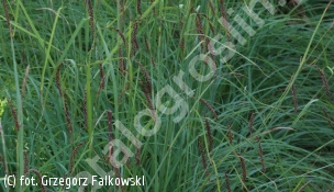 turzyca sina 'Blue Zinger' - Carex flacca 'Blue Zinger' 