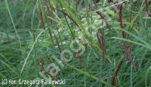 turzyca sina 'Blue Zinger' - Carex flacca 'Blue Zinger' 