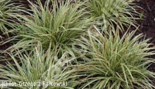 turzyca Morrowa 'Goldband' - Carex morrowii 'Goldband' 