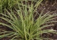 turzyca Morrowa 'Goldband' - Carex morrowii 'Goldband' 