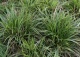 turzyca Morrowa 'Variegata' - Carex morrowii 'Variegata' 