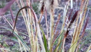 turzyca Morrowa 'Variegata' - Carex morrowii 'Variegata' 