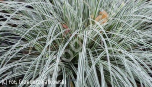 turzyca oszimska Everest 'Fiwhite' - Carex oshimensis  EVEREST 'Fiwhite' PBR