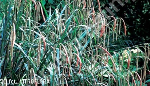 turzyca zwisła - Carex pendula 