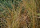 turzyca ceglasta 'Prairie Fire' - Carex testacea 'Prairie Fire' 