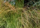 turzyca ceglasta 'Prairie Fire' - Carex testacea 'Prairie Fire' 
