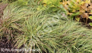 turzyca 'Silver Sceptre' - Carex 'Silver Sceptre' 