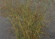 proso rózgowate 'Prairie Sky' - Panicum virgatum 'Prairie Sky' 