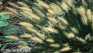 rozplenica japońska - Pennisetum alopecuroides 