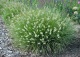 rozplenica japońska 'Little Bunny' - Pennisetum alopecuroides 'Little Bunny' 