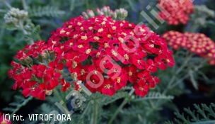 krwawnik pospolity 'Paprika' - Achillea millefolium 'Paprika' 
