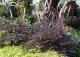 pluskwica prosta 'Black Negligee' - Actaea simplex 'Black Negligee' 
