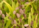 obiedka szerokolistna - Chasmanthium latifolium 