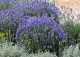 lawenda wąskolistna 'Hidcote' - Lavandula angustifolia 'Hidcote' 