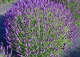 lawenda wąskolistna 'Hidcote' - Lavandula angustifolia 'Hidcote' 