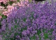 lawenda wąskolistna 'Munstead' - Lavandula angustifolia 'Munstead' 