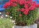 floks FLAME RED 'Barphflare' - Phlox FLAME RED 'Barphflare' 