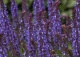 szałwia omszona 'Blue Field' - Salvia nemorosa 'Blue Field' PBR