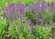 szałwia omszona 'Ostfriesland' - Salvia nemorosa 'Ostfriesland' 