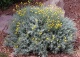 santolina cyprysikowata - Santolina chamaecyparissus 
