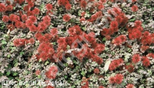 acena drobnolistna 'Kupferteppich' - Acaena microphylla 'Kupferteppich' 