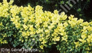 bukszpan wieczniezielony 'Latifolia Maculata' - Buxus sempervirens 'Latifolia Maculata' 