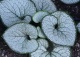brunnera wielkolistna 'Silver Heart' - Brunnera macrophylla 'Silver Heart' PBR
