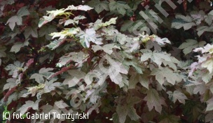 klon jawor 'Esk Sunset' - Acer pseudoplatanus 'Esk Sunset' 