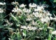 chaber górski 'Alba' - Centaurea montana 'Alba' 