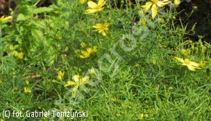 nachyłek okółkowy - Coreopsis verticillata 