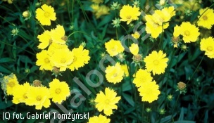 nachyłek wielkokwiatowy - Coreopsis grandiflora 