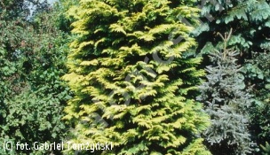 cyprysik Lawsona 'Golden Wonder' - Chamaecyparis lawsoniana 'Golden Wonder' 