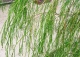cyprysik Lawsona 'Imbricata Pendula' - Chamaecyparis lawsoniana 'Imbricata Pendula' 