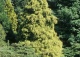 cyprysik groszkowy 'Filifera Aurea' - Chamaecyparis pisifera 'Filifera Aurea' 