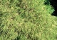 cyprysik groszkowy 'Filifera Aureovariegata' - Chamaecyparis pisifera 'Filifera Aureovariegata' 